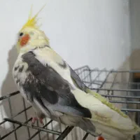 پرنده گمشده مژدگانی