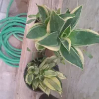 گل سانسوریاهانی