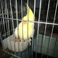 عروس هلندی لوتینو  نر