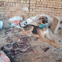 واگذاری سگ|سگ|خمینیشهر, |دیوار