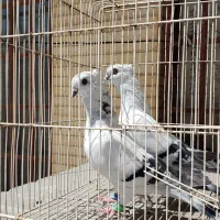 کفتر کبوتر