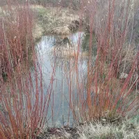 فروش باغ گردو روستای قلعه نوروز2500 متر(زیر قیمت)