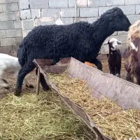 بره قوچ فر|حیوانات مزرعه|نوشین شهر, |دیوار