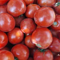 گوجه ربی دستچین  با آبگیری سیار