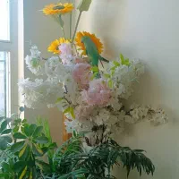 طوطی ملنگو