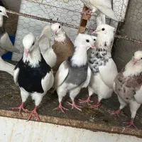 30 تا طوقی|پرنده|شیراز, کفترک|دیوار