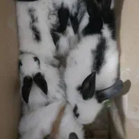 بچه خرگوش