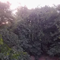 باغ ویلا الو منزل