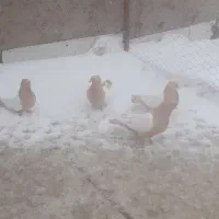 کبوتر سینه زرد|پرنده|جلفا, |دیوار