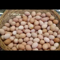 غاز،بوقلمون،مرغ،تخم نطفه دار،دستگاه جوجه کشی|حیوانات مزرعه|تهران, مشیریه|دیوار