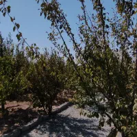 باغچه و باغ محوطه سازی /مسیراسفالت/انواع میوه