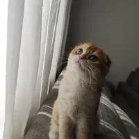 اسکاتیش فولد