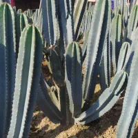 فروش کاکتوس سنپدرو