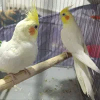 پرنده مولد طوطی عروس|پرنده|تهران, شهرک استقلال|دیوار