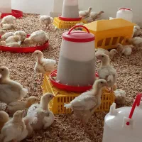 جوجه گوشتی راس ۲۵روزه  ۳۰۸