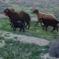 گوسفند میش و بره جوان داشتی