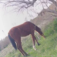 اسب کره دره شوری