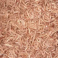 میلورم خشک و ارگانیک سرشار ازپروتیین