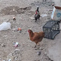جوجه|حیوانات مزرعه|بهبهان, |دیوار