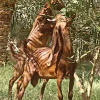 چند عدد گوسفند برا فروش
