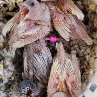 فنچ گلدین جوجه و مولد|پرنده|کرمان, |دیوار