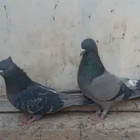 کبوترجفت
