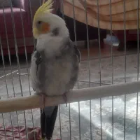 عروس هلندی|پرنده|سنندج, |دیوار