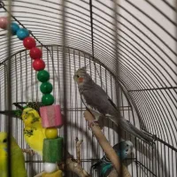 عروس هلندی و مرغ عشق|پرنده|مشهد, موسوی قوچانی|دیوار