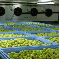 ساخت سردخانه  سیب