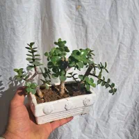 گل های طبیعی|گل و گیاه طبیعی|شیراز, کوشک میدان|دیوار