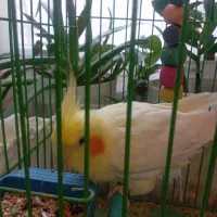 فروش عروس هلندی سخنگو دستی لوتینو