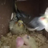 عروس  هلندی