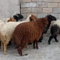 گوسفند درجه یک درشادگان