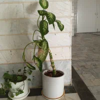 گل  آپارتمانی