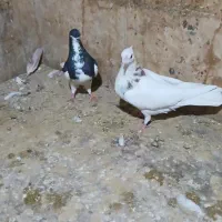 فقد پیام|پرنده|شادگان, |دیوار