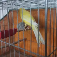 قناری رسمی بلند. قفس سهره. دهگلان قروه