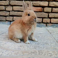 خرگوش لوپ خوشگل و خوشرنگ|موش و خرگوش|شهرکرد, |دیوار