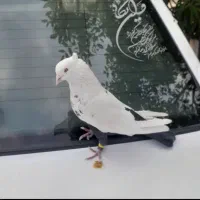 کفتر بهبونی و شهری