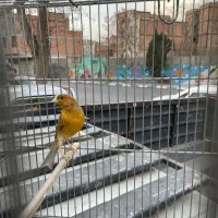 قناری نر مست مست مست|پرنده|پاکدشت, پاکدشت (مامازند)|دیوار