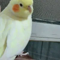 گمشده|حیوانات|نجفآباد, ویلاشهر|دیوار