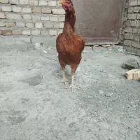 1 عدد مرغ