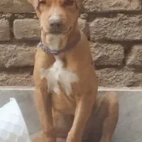 حیوان|سگ|سبزوار, امیر کبیر|دیوار