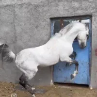 اسب کره جادو