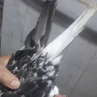 کفتر کبوتر پرش جفتگاه چخ
