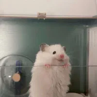 همستر اهلی و دست اموز