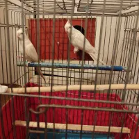 یک جفت عروس هلندی البینو کاملا سفید