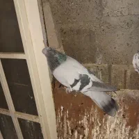 کبوتر|پرنده|جیرفت, |دیوار
