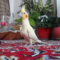 گمشده عروس هلندی