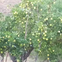فروش باغ و مزرعه وخانه ویلایی