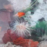 گلدفیش کالیکو